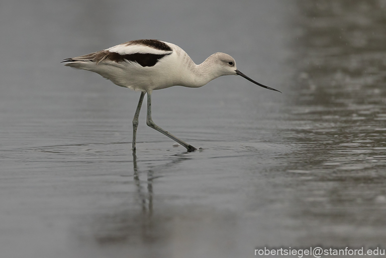 palo alto baylands 2021